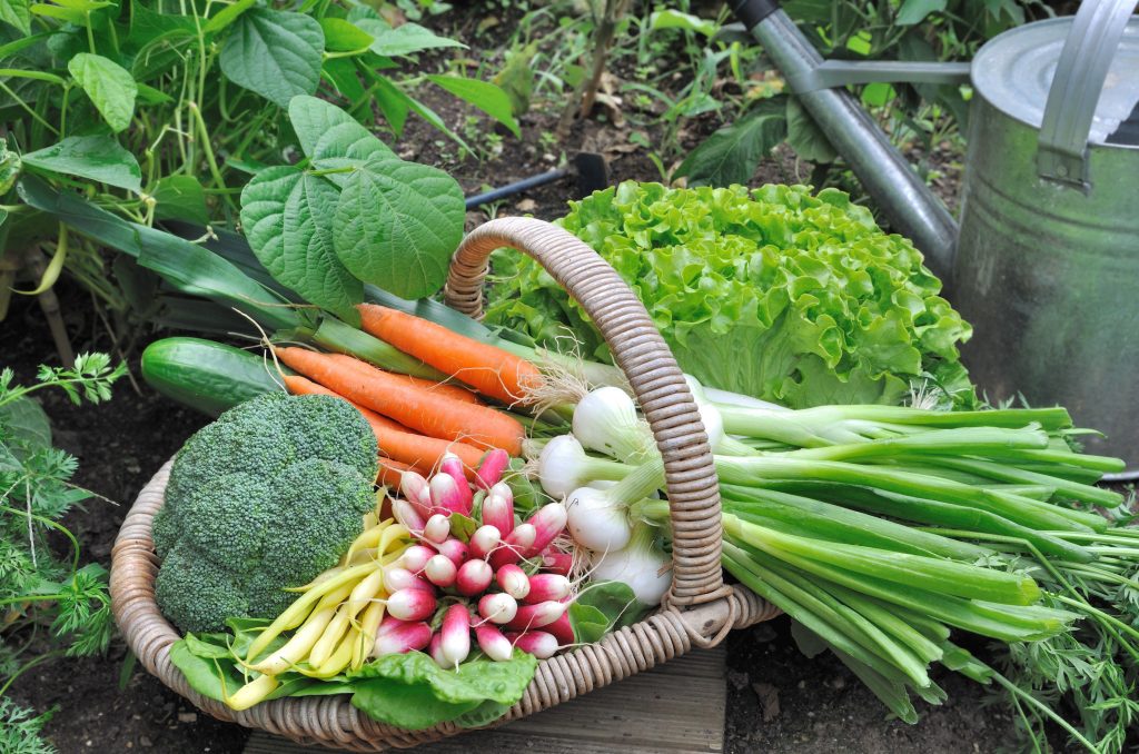 Basic Methods to plant a vegetable garden