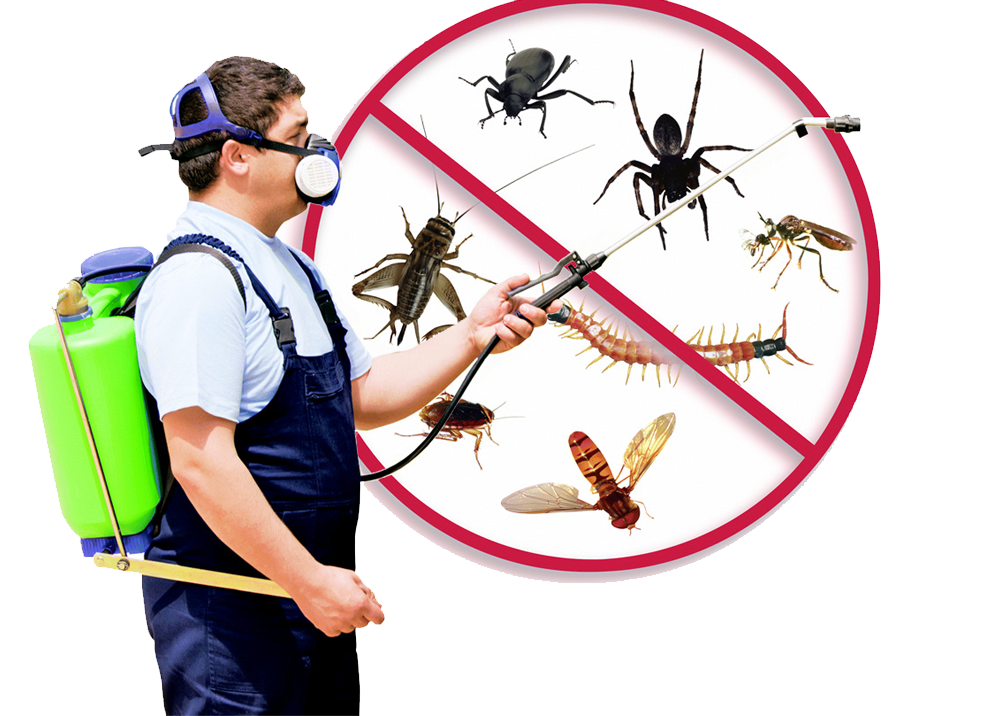 Pests that you can find in the household areas