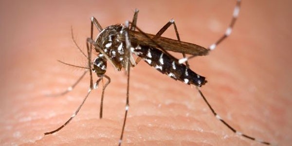 Have you done theses things to prevent mosquitos to breed?