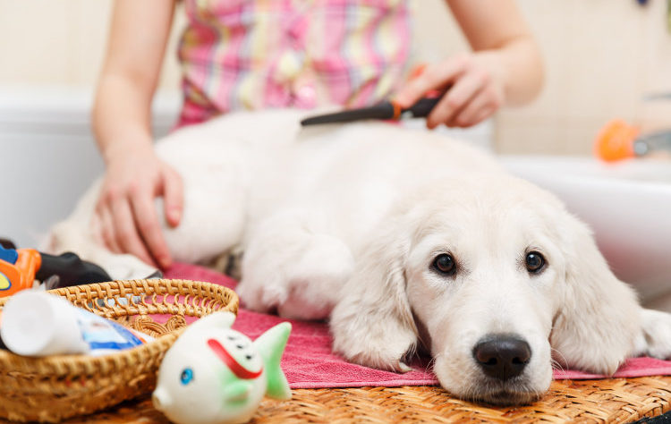 Pet Grooming – The Basics of Doing it Yourself