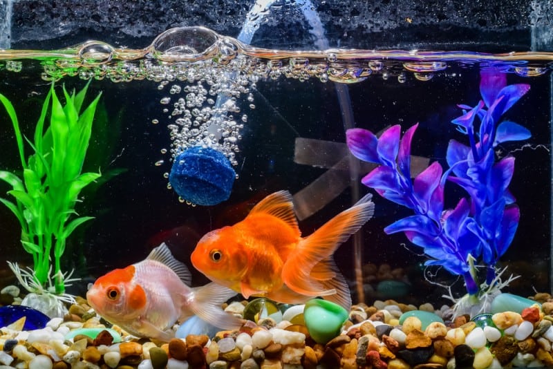 Learn About Fish Tank Air Pump